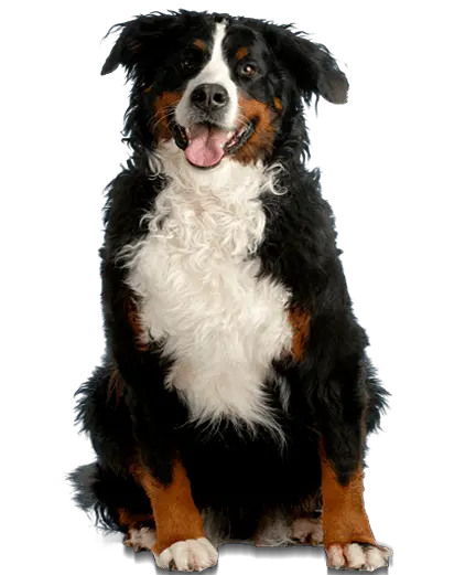 Perro de tamaño grande