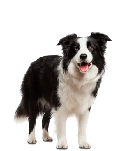 Perro de tamaño mediano