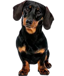 Perro de tamaño pequeño