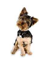 Perro de tamaño mini