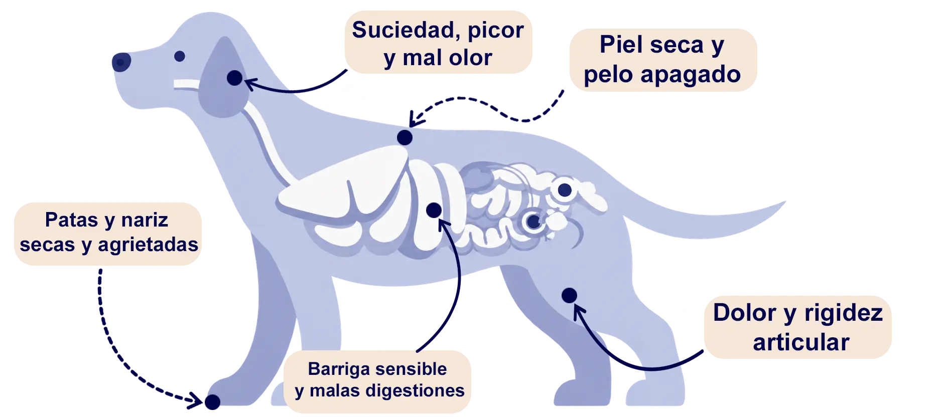 Ilustración de un perro con las zonas: oídos, piel, patas, barriga y articulaciones