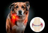 Artrosis en perros: qué es, causas, síntomas y tratamientos