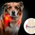 Condroprotectores para perros: Guía, comparación y cuál comprar 